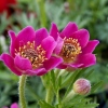 Anemone multifida 'Rubra'