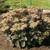 Sedum telephium 'Matrona'