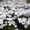 Anemone sylvestris