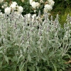 Stachys byzantina