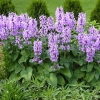 Stachys grandiflora 'Superba'