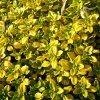 Thymus x citriodorus 'Golden Dwarf'