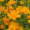 Trollius chinensis 'Goldkönigin'