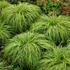 Carex umbrosa 'The Beatles'