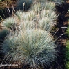 Festuca valesiaca var glaucantha