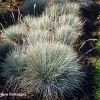 Festuca valesiaca var glaucantha