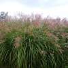 Miscanthus sinensis 'Grosse Fontäne'