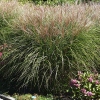 Miscanthus sinensis 'Kleine Silberspinne'