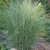 Miscanthus sinensis 'Morning Light'