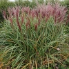 Miscanthus sinensis 'Rotfeder'