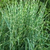 Miscanthus sinensis 'Strictus'