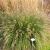 Pennisetum alopecuroides