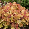 Heuchera 'Marmalade'®