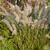 Calamagrostis brachytricha