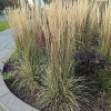 Calamagrostis x acutiflora 'Overdam'