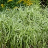 Carex muskingumensis 'Silberstreif'