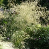 Deschampsia caespitosa 'Tauträger'