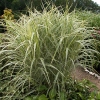 Miscanthus sinensis 'Variegatus'