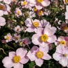 Anemone tomentosa 'Robustissima'