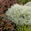 Artemisia schmidtiana 'Nana'