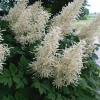 Aruncus dioicus