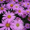 Aster amellus 'Rosa Erfüllung'