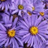 Aster amellus 'Veilchenkönigin'