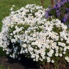 Aster novi-belgii 'Apollo'