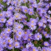 Aster novi-belgii 'Blaue Lagune'