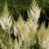 Astilbe arendsii 'Weisse Gloria'