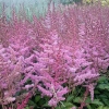 Astilbe chinensis 'Veronica Klose'