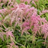 Astilbe thunbergii 'Straussenfeder'