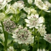 Astrantia major 'Star of Billion'®