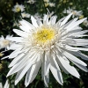 Leucanthemum x superbum 'Christine Hagemann'