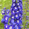 Delphinium 'Magic Fountains Dark blue', white bee