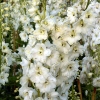 Delphinium 'Magic Fountains Pure white'