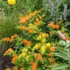 Asclepias tuberosa 'Gay Butterflies'