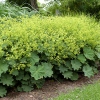 Alchemilla mollis 'Auslese'