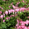 Dicentra spectabilis