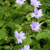 Geranium nodosum 'Simon'