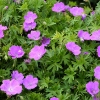 Geranium sanguineum 'Tiny Monster'