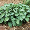 Hosta tokudama 'Blue Cadet'