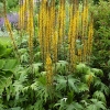 Ligularia przewalskii