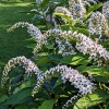 Lysimachia clethroides