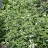 Mentha suaveolens 'Variegata'