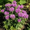 Monarda fistulosa 'Petite Delight'