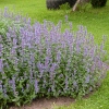 Nepeta grandiflora 'Zinser's Giant'