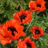 Papaver orientale 'Türkenlouis'