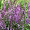 Salvia x superba 'Amethyst'