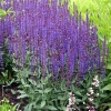 Salvia x superba 'Caradonna'